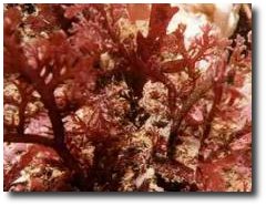 Agar agar poudre gélifainte algues rouges