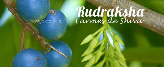 Rudraksha fruit Escale Sensorielle