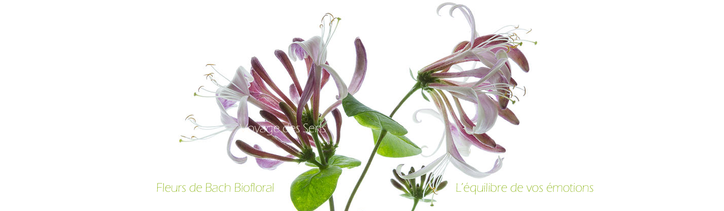 Les fleurs de Bach 